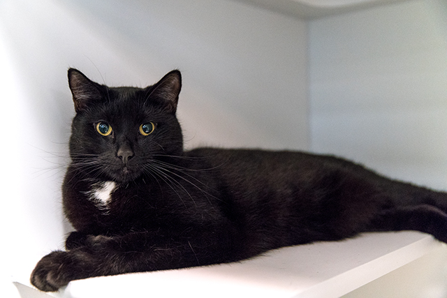 Adoption Spotlight: Severus