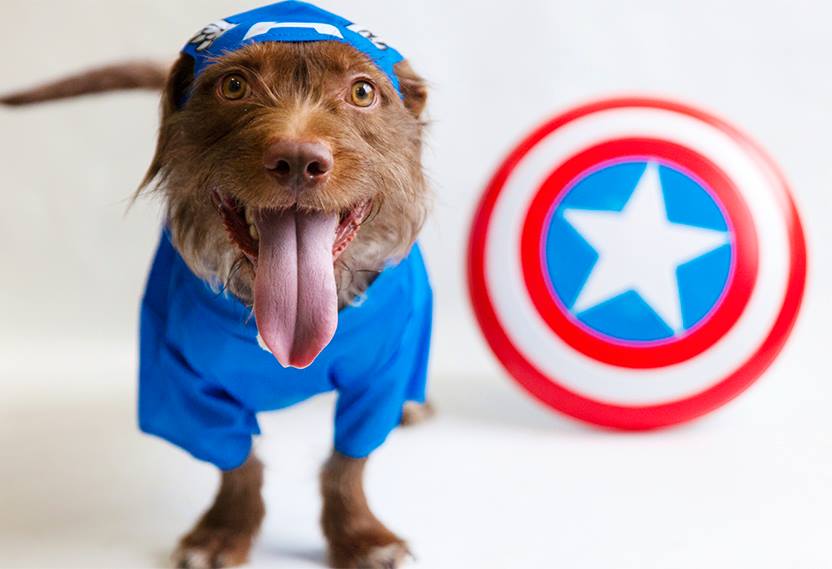 Captain America dog