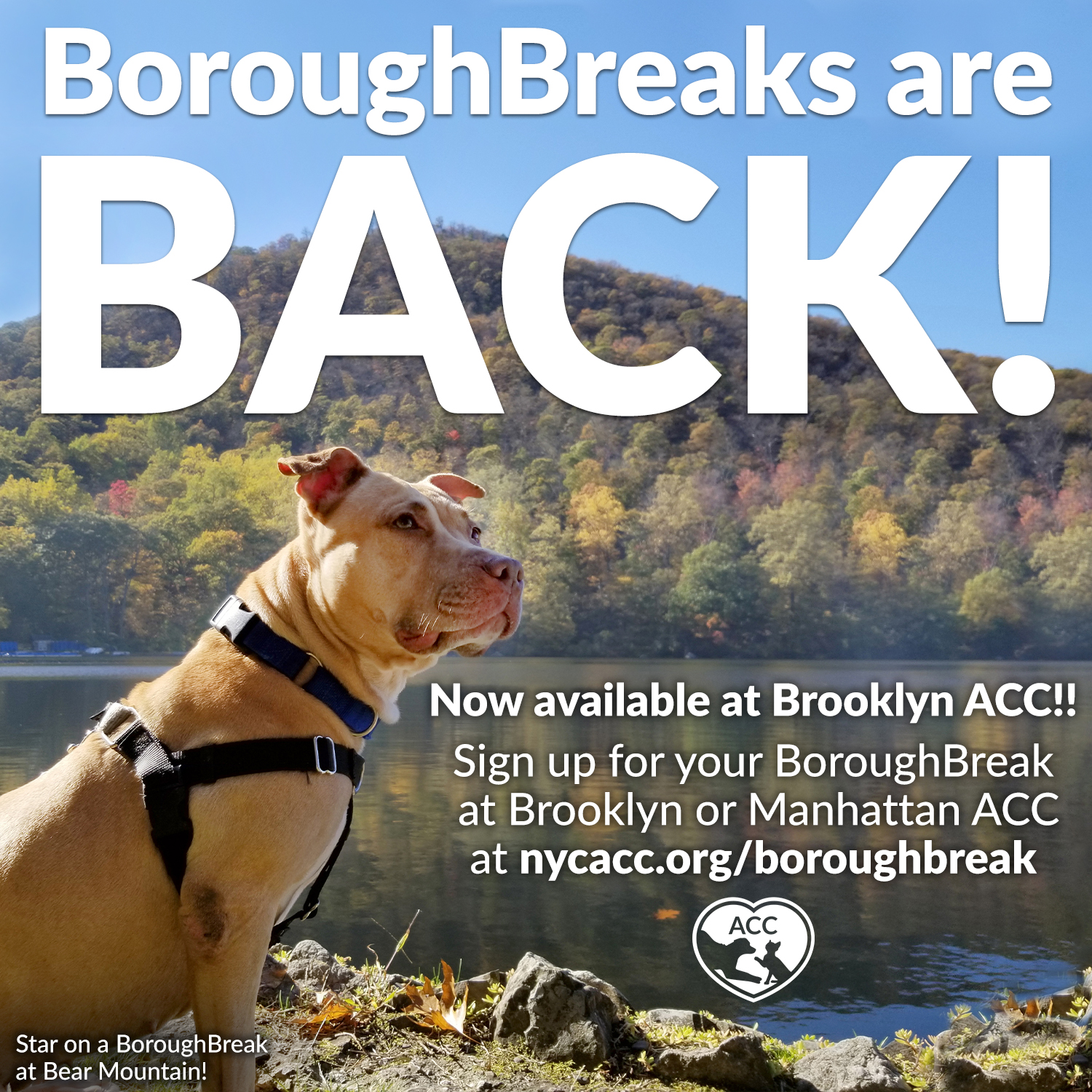 Boroughbreaks are back!