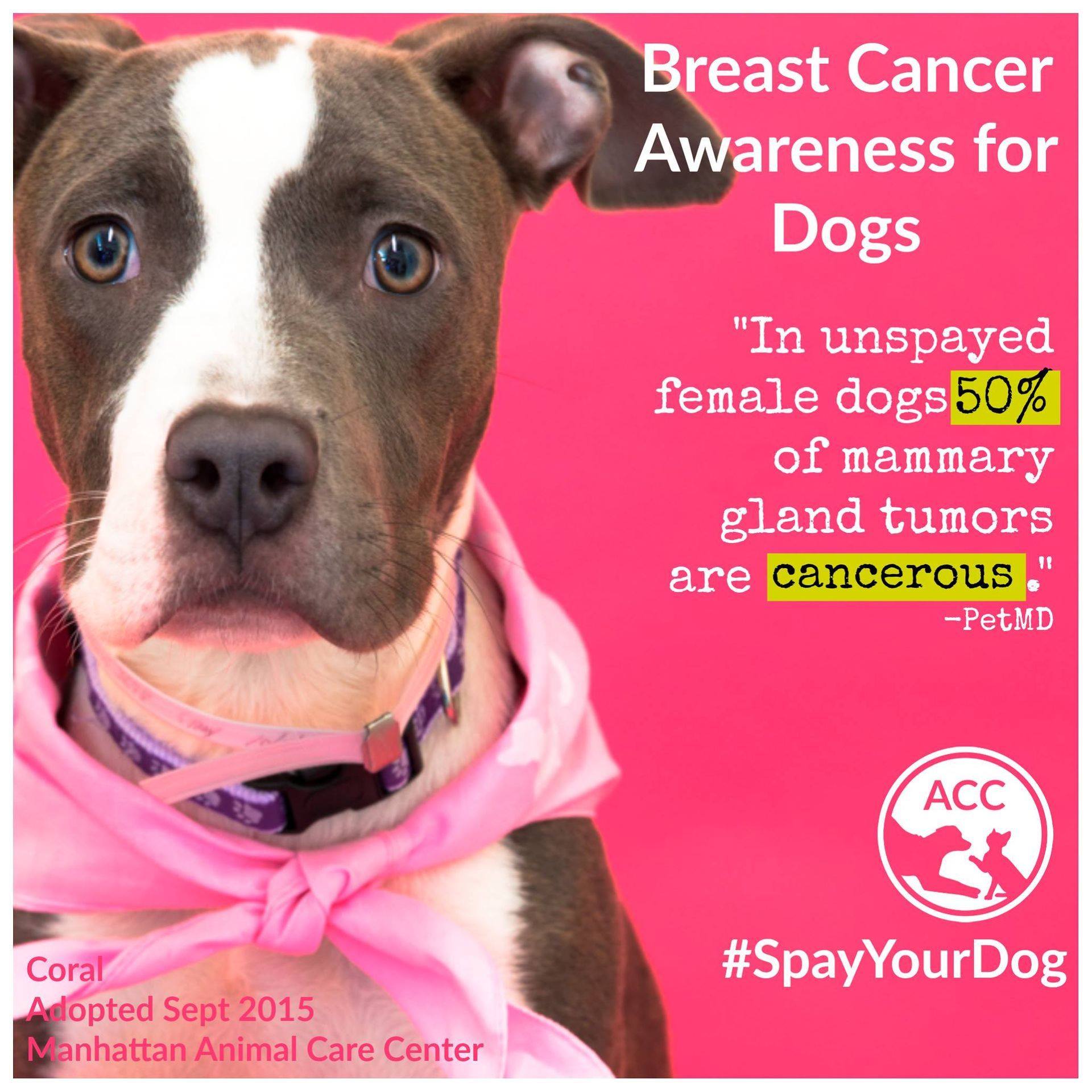 Breast Cancer Awareness Dogs