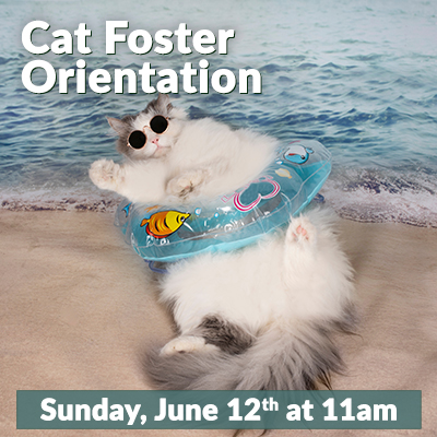 Cat Foster Orientation June 12