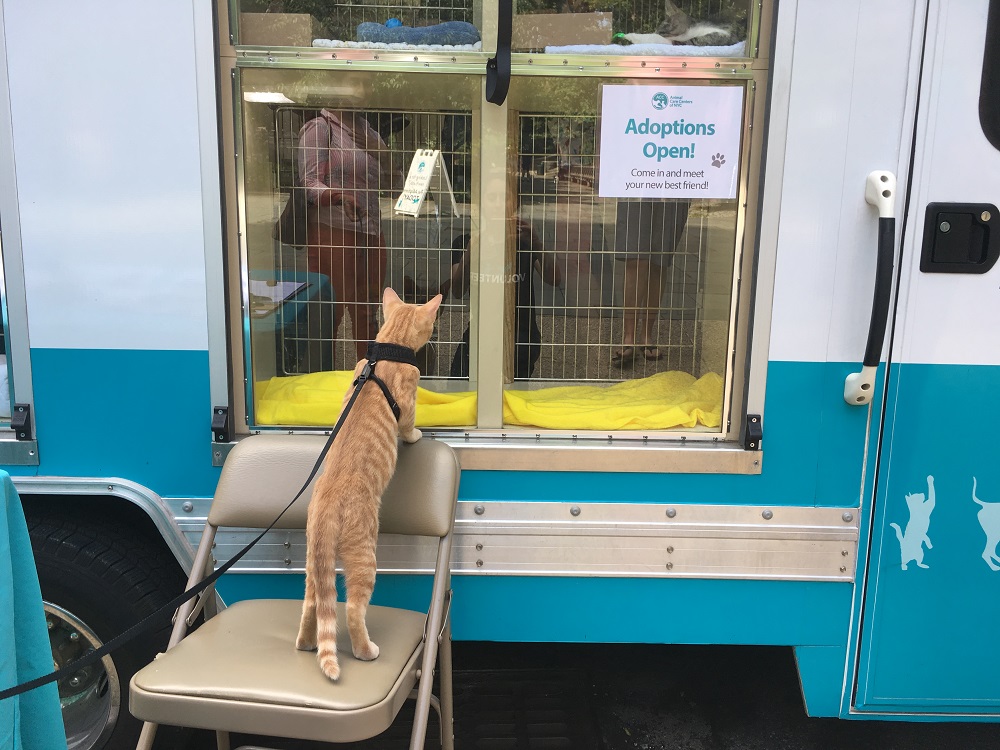 cat checking out MAC