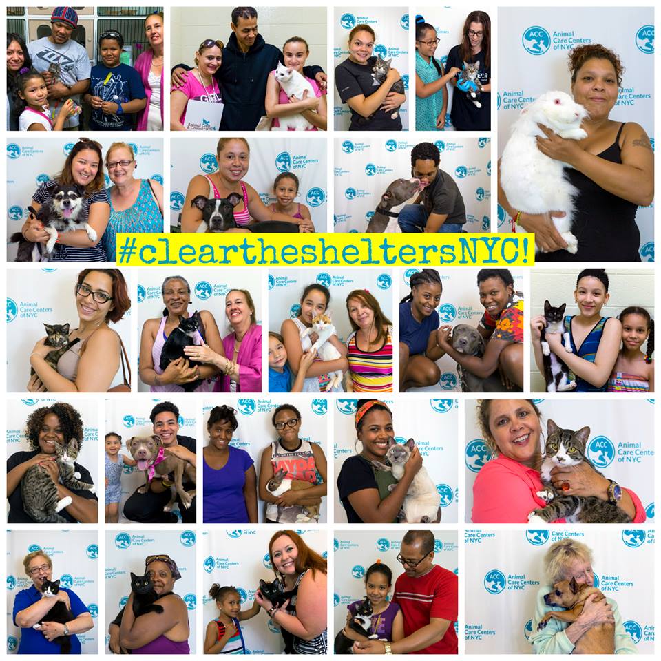 Clear the Shelters collage