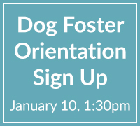dog foster sign up 1 10