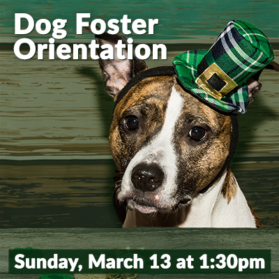 DogFosterMarch22