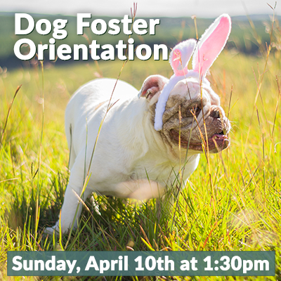 Dog Foster April 2022