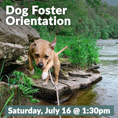 Dog_Foster_July_2022