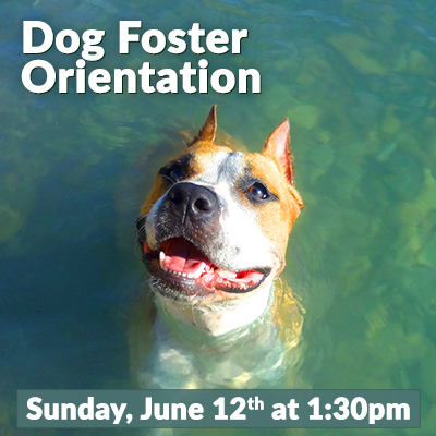 Dog Foster Orientation June 12
