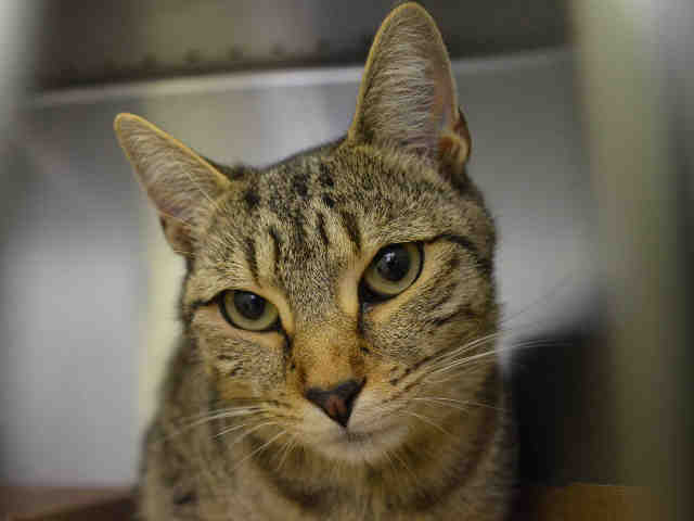 Ella A1038168