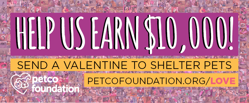 Petco Foundation Valentines Header