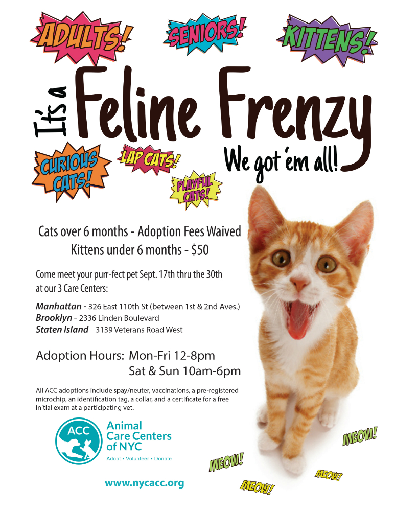 Feline Frenzy flyer