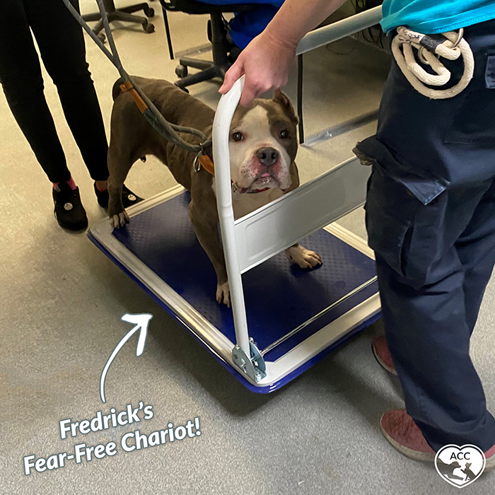 Fredrick Fear Free Chariot Bulletin