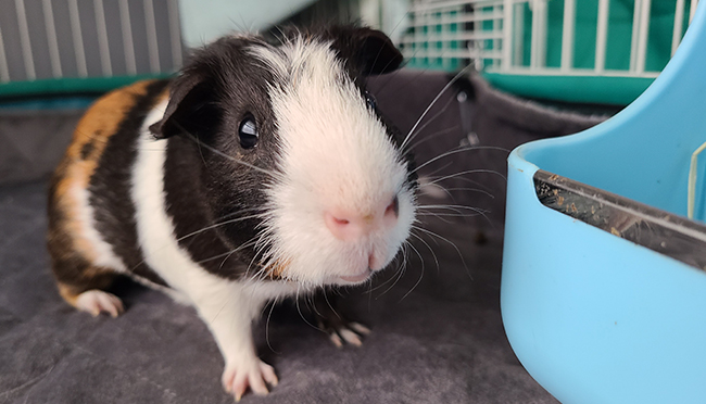 Guinea Pig Bill