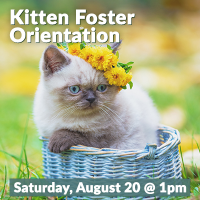 Kitten Foster August 2022