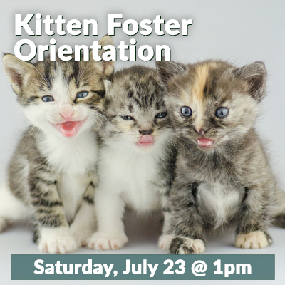 Kitten_Foster_July_2022