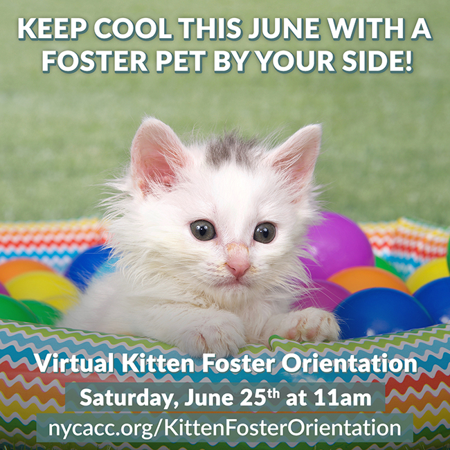 Kitten Foster Orientation June 2022