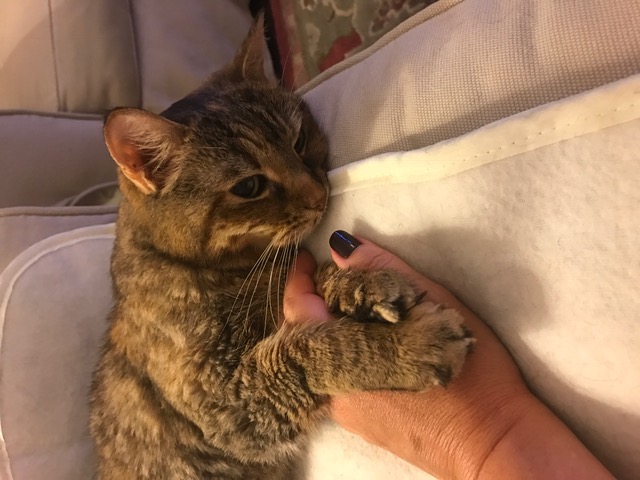 Lily adopted!
