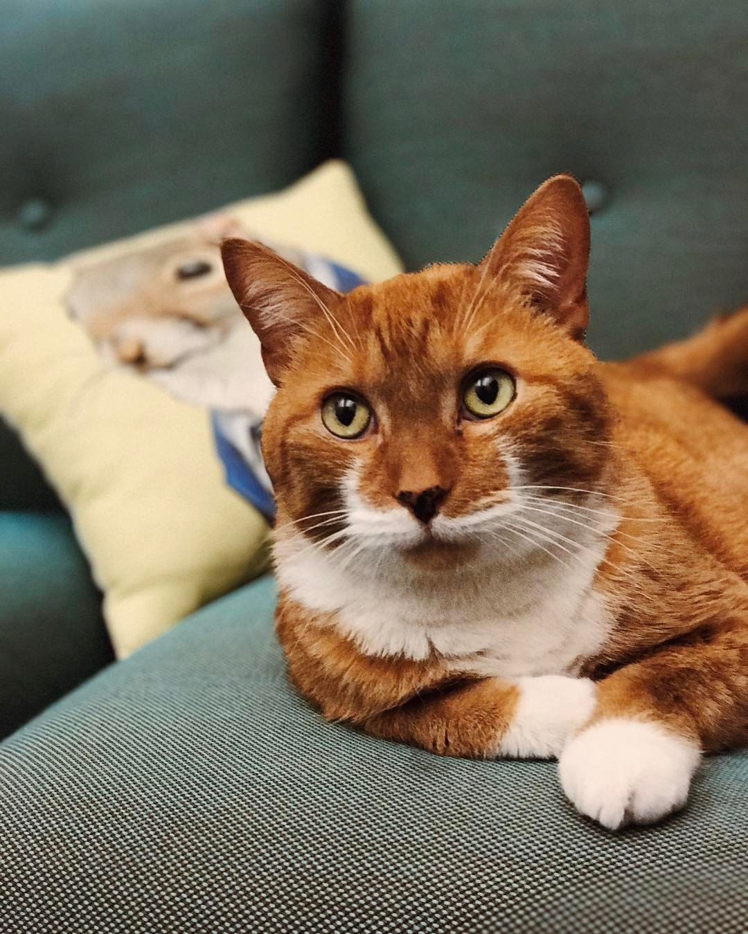 Happy Tail: Marky