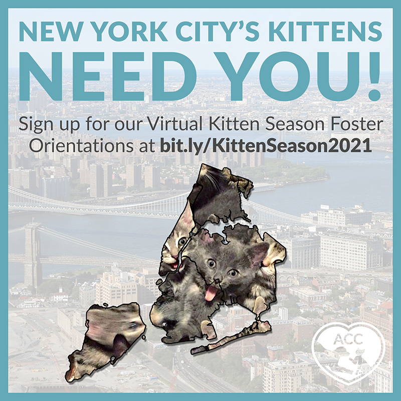 Kitten Season NYC 2021