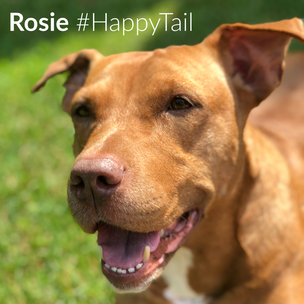 Rosie Happy Tail