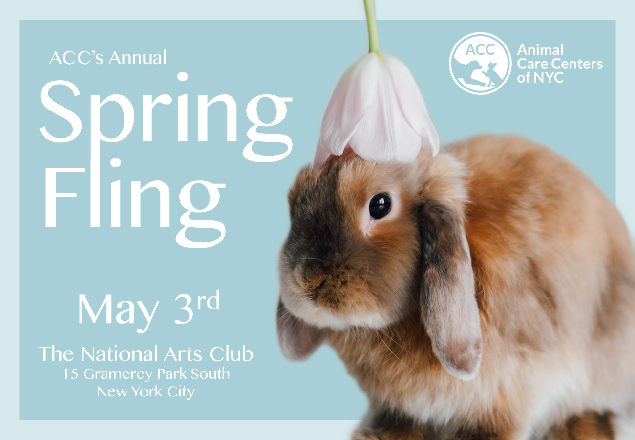 Spring Fling 19 Header Graphic