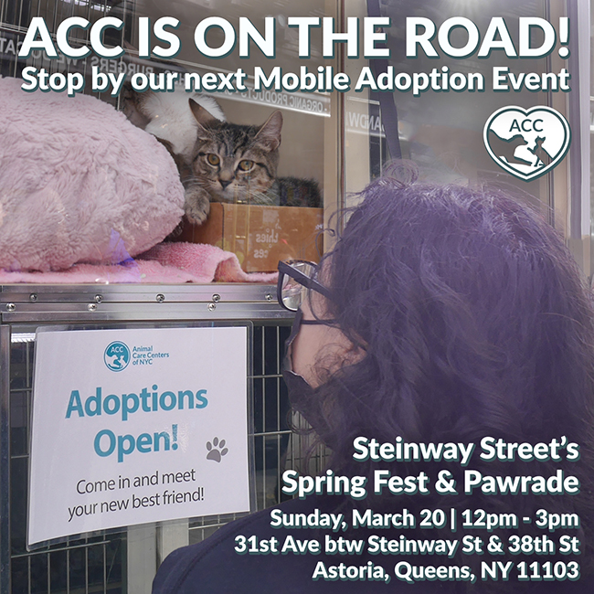 steinway street adoption event