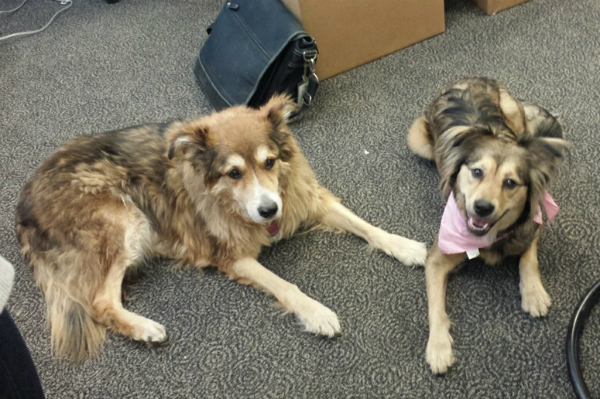 Tie and Milo at the office