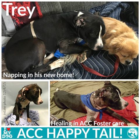 Trey's Happy Tail