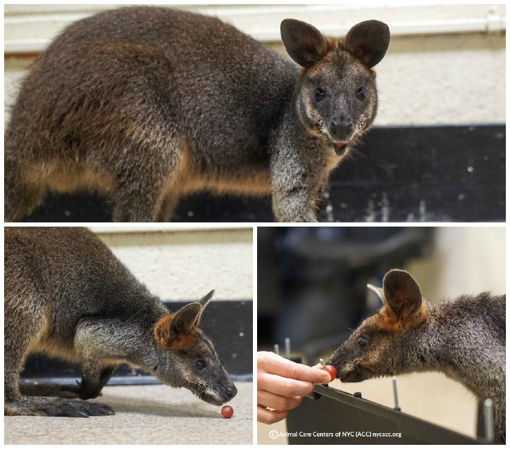 Wallaby Howie