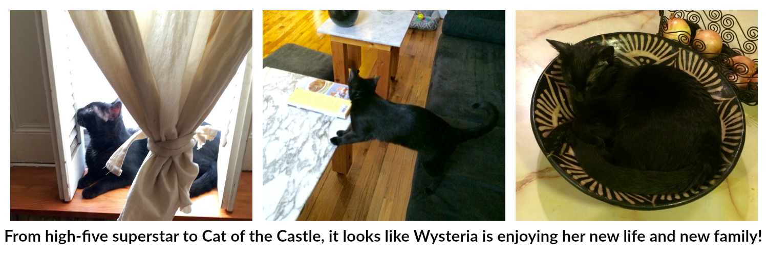 Wysteria adopted