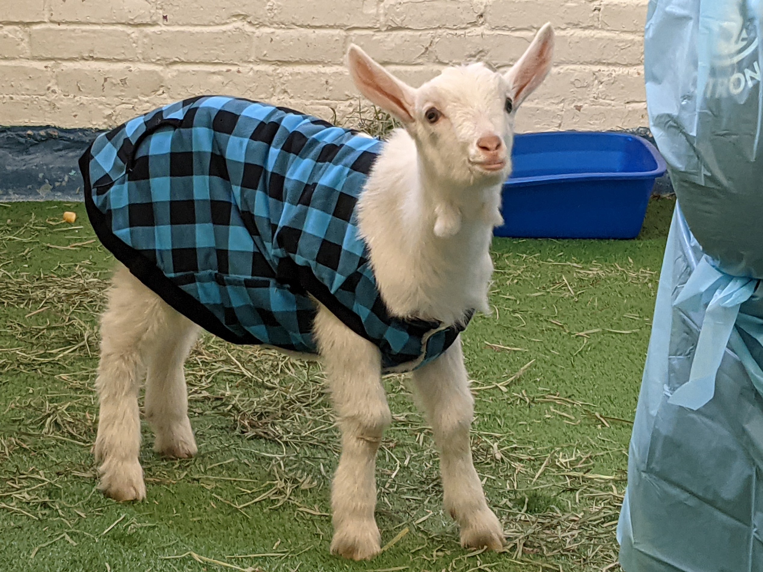 Baby goat at acc 2