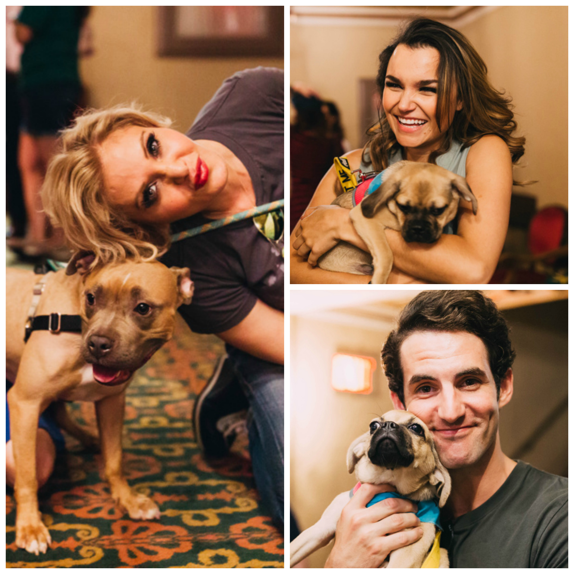 Broadway Barks Collage