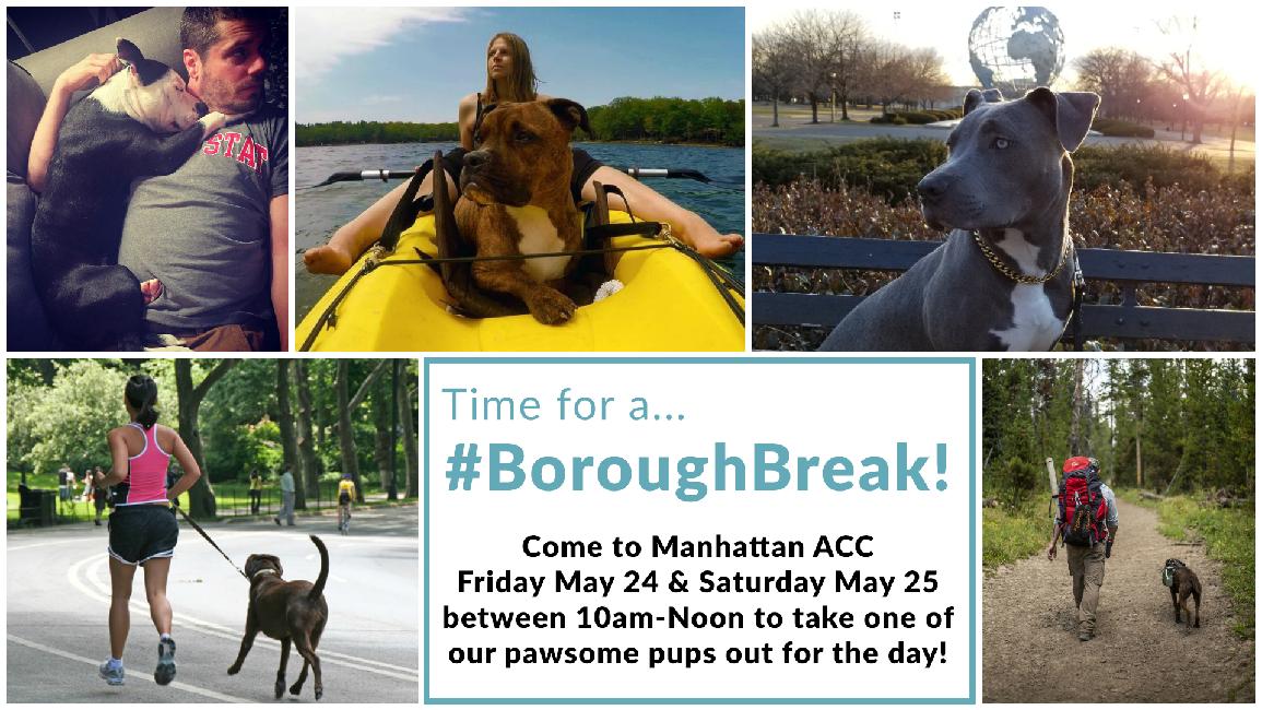 BoroughBreak Collage Image Header