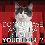 Cat seat