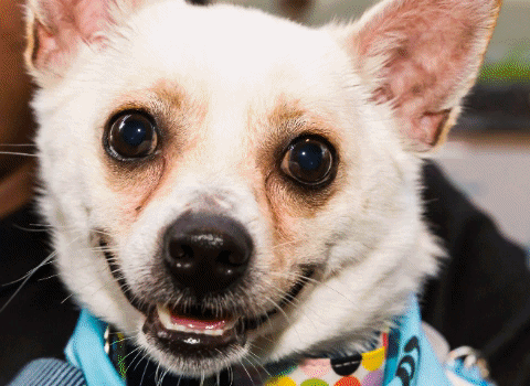 Spring Fling 2018 Photo