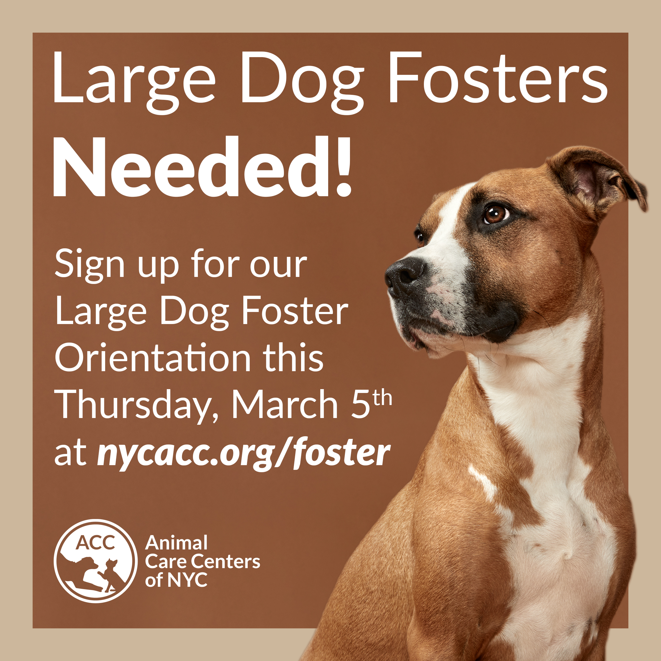 Large dog foster orientation