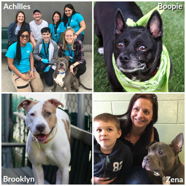 Long Stay adoptions april 2019