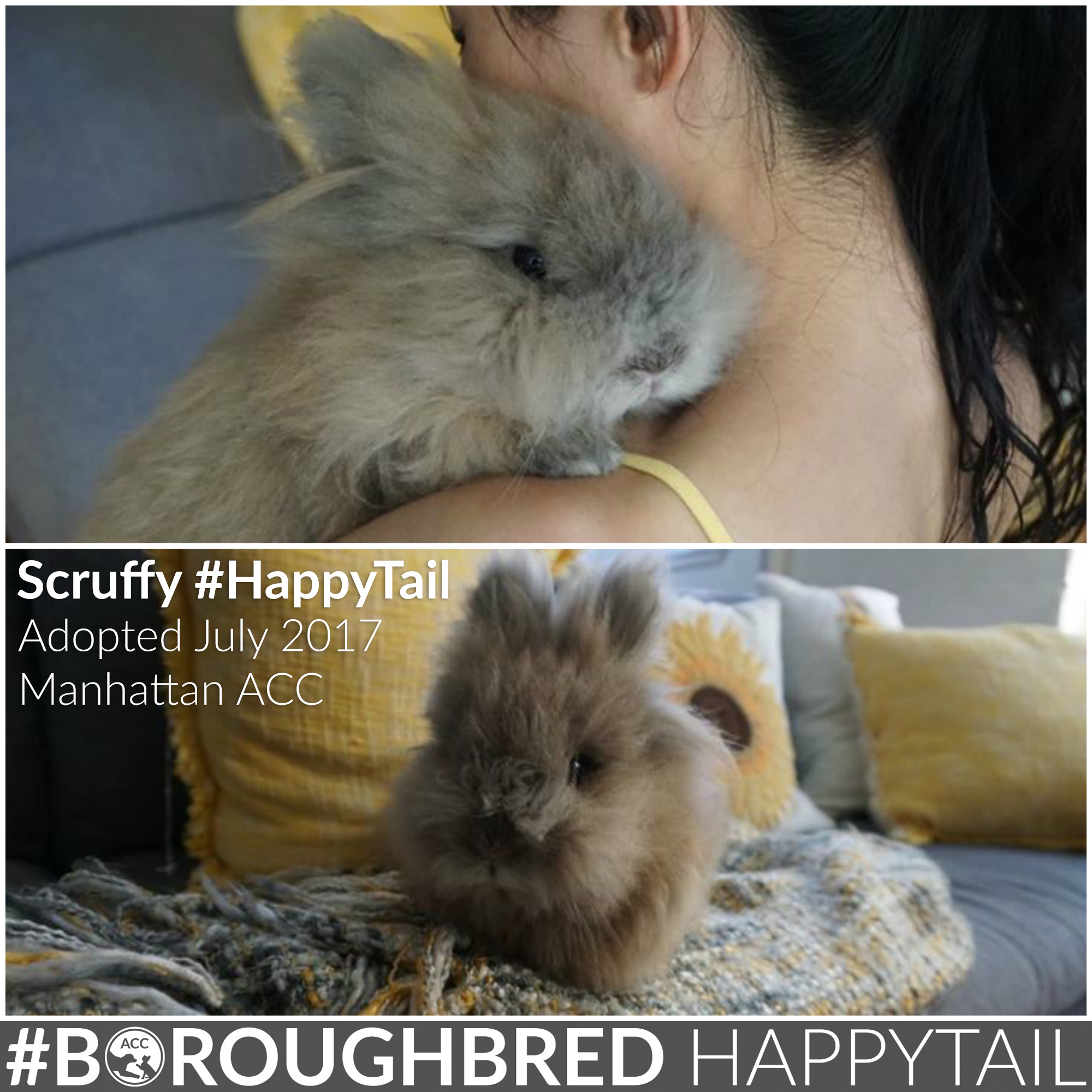 Scruffy Happy Tail